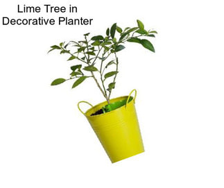 Lime Tree in Decorative Planter