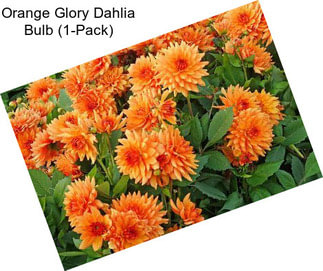 Orange Glory Dahlia Bulb (1-Pack)