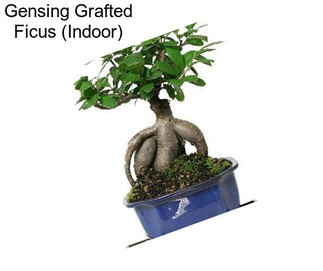 Gensing Grafted Ficus (Indoor)