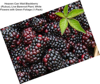 Heaven Can Wait Blackberry (Rubus), Live Bareroot Plant, White Flowers with Green Foliage (1-Pack)