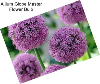 Allium Globe Master Flower Bulb