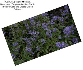 4.5 in. qt. Beyond Midnight Bluebeard (Caryopteris) Live Shrub, Blue Flowers and Glossy Green Foliage