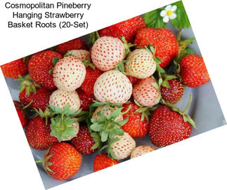 Cosmopolitan Pineberry Hanging Strawberry Basket Roots (20-Set)