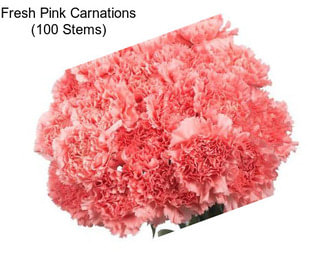 Fresh Pink Carnations (100 Stems)