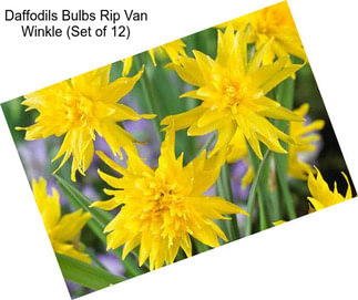 Daffodils Bulbs Rip Van Winkle (Set of 12)