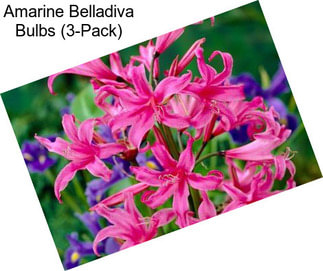 Amarine Belladiva Bulbs (3-Pack)