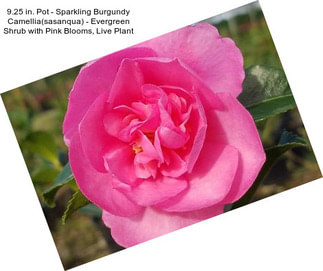 9.25 in. Pot - Sparkling Burgundy Camellia(sasanqua) - Evergreen Shrub with Pink Blooms, Live Plant