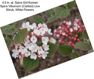 4.5 in. qt. Spice Girl Korean Spice Viburnum (Carlesii) Live Shrub, White Flowers