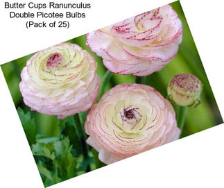 Butter Cups Ranunculus Double Picotee Bulbs (Pack of 25)