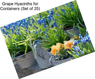 Grape Hyacinths for Containers (Set of 25)