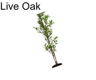 Live Oak