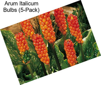 Arum Italicum Bulbs (5-Pack)