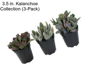 3.5 in. Kalanchoe Collection (3-Pack)