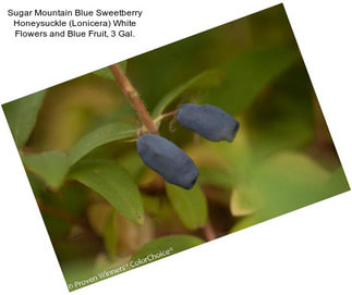 Sugar Mountain Blue Sweetberry Honeysuckle (Lonicera) White Flowers and Blue Fruit, 3 Gal.