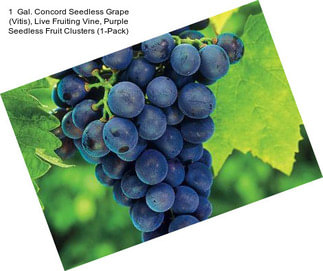 1  Gal. Concord Seedless Grape (Vitis), Live Fruiting Vine, Purple Seedless Fruit Clusters (1-Pack)