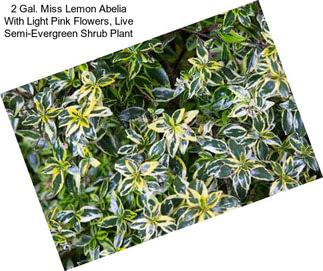 2 Gal. Miss Lemon Abelia With Light Pink Flowers, Live Semi-Evergreen Shrub Plant