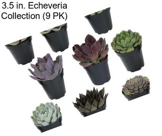 3.5 in. Echeveria Collection (9 PK)