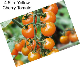 4.5 in. Yellow Cherry Tomato