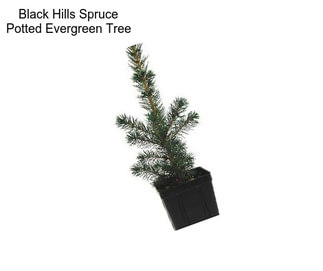 Black Hills Spruce Potted Evergreen Tree