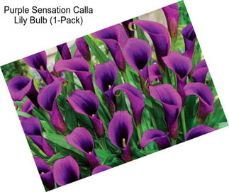 Purple Sensation Calla Lily Bulb (1-Pack)