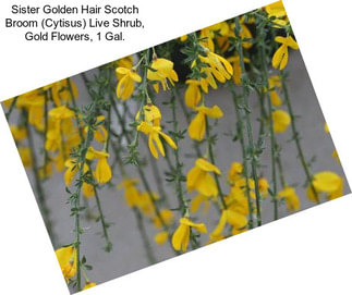 Sister Golden Hair Scotch Broom (Cytisus) Live Shrub, Gold Flowers, 1 Gal.