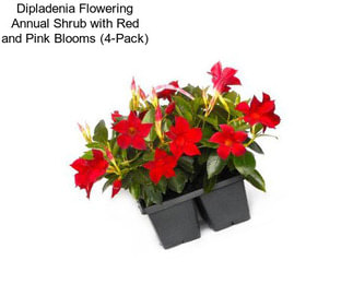 Dipladenia Flowering Annual Shrub with Red and Pink Blooms (4-Pack)