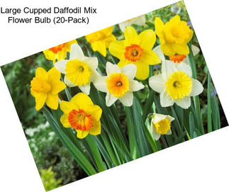 Large Cupped Daffodil Mix Flower Bulb (20-Pack)