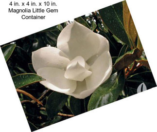 4 in. x 4 in. x 10 in. Magnolia Little Gem Container