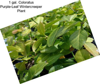 1 gal. Coloratus Purple-Leaf Wintercreeper Plant