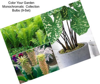 Color Your Garden Monochromatic  Collection  Bulbs (9-Set)