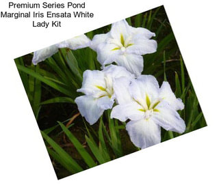 Premium Series Pond Marginal Iris Ensata White Lady Kit
