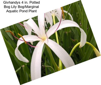 Givhandys 4 in. Potted Bog Lily Bog/Marginal Aquatic Pond Plant