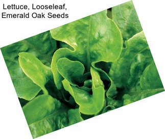 Lettuce, Looseleaf, Emerald Oak Seeds