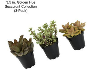 3.5 in. Golden Hue Succulent Collection (3-Pack)