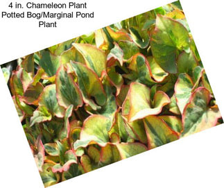 4 in. Chameleon Plant Potted Bog/Marginal Pond Plant