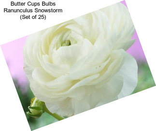 Butter Cups Bulbs Ranunculus Snowstorm (Set of 25)