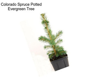 Colorado Spruce Potted Evergreen Tree