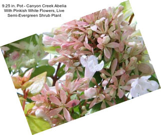 9.25 in. Pot - Canyon Creek Abelia With Pinkish White Flowers, Live Semi-Evergreen Shrub Plant
