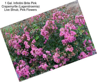 1 Gal. Infinitini Brite Pink Crapemyrtle (Lagerstroemia) Live Shrub, Pink Flowers