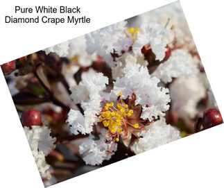 Pure White Black Diamond Crape Myrtle