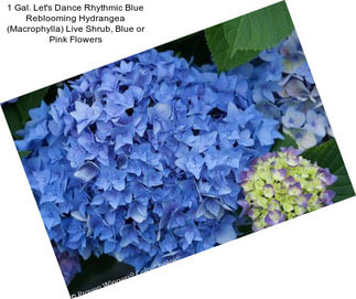 1 Gal. Let\'s Dance Rhythmic Blue Reblooming Hydrangea (Macrophylla) Live Shrub, Blue or Pink Flowers