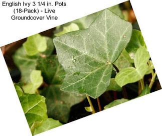 English Ivy 3 1/4 in. Pots (18-Pack) - Live Groundcover Vine