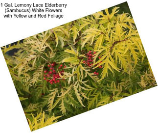 1 Gal. Lemony Lace Elderberry (Sambucus) White Flowers with Yellow and Red Foliage