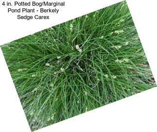 4 in. Potted Bog/Marginal Pond Plant - Berkely Sedge Carex