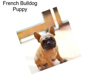 French Bulldog Puppy