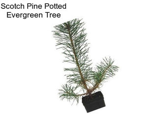 Scotch Pine Potted Evergreen Tree