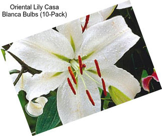 Oriental Lily Casa Blanca Bulbs (10-Pack)