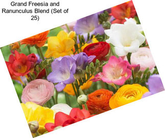 Grand Freesia and Ranunculus Blend (Set of 25)