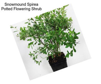 Snowmound Spirea Potted Flowering Shrub