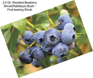 2.5 Qt. Woodard Blueberry Shrub(Rabbiteye) Bush - Fruit-bearing Shrub